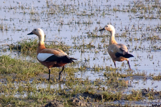Guwahati – Kaziranga – Majuli – 5N/6D