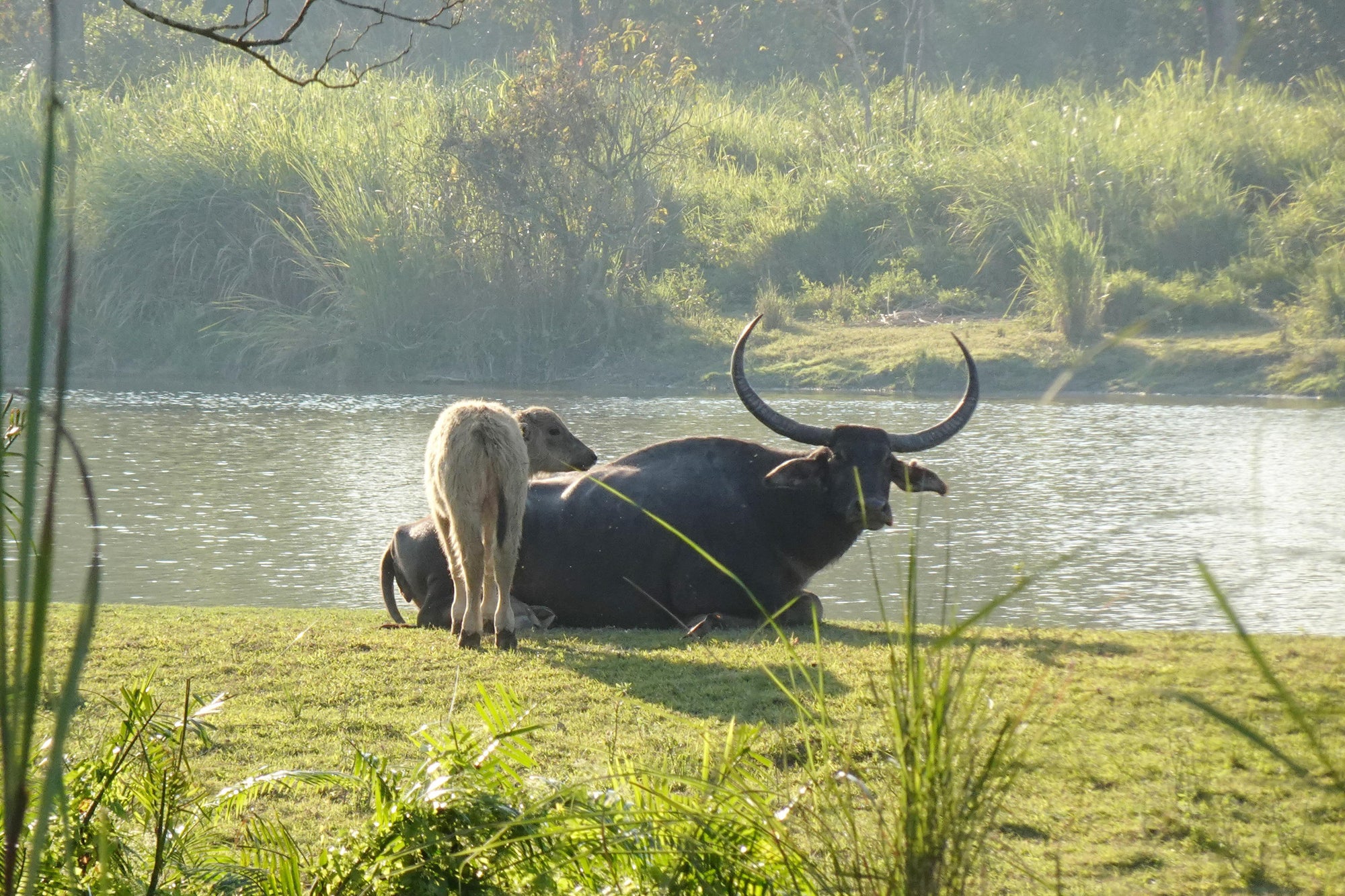 Guwahati– Kaziranga Wildlife Tour– 4N/5D