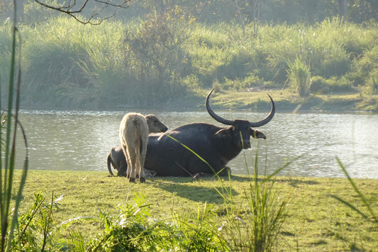 Kaziranga + Guwahati – 3N/4D