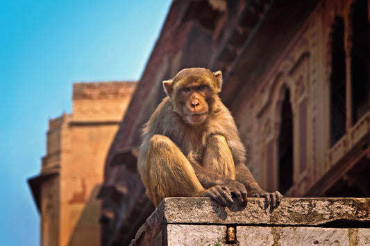Vrindavan - 2N/3D