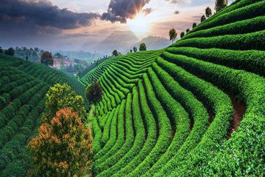 Coorg + Ooty - 3N/4D